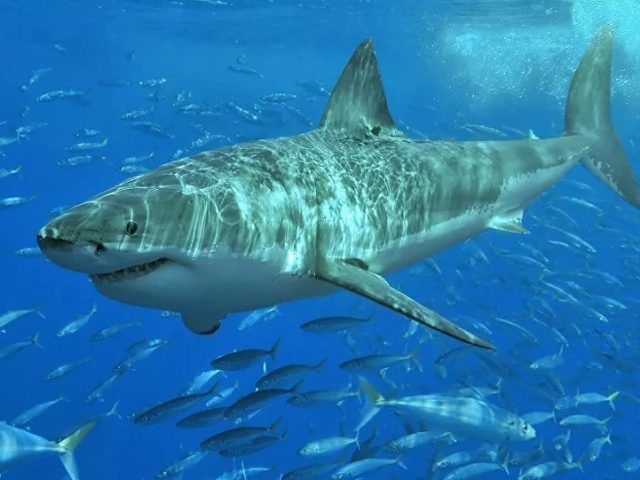 cuba Diver Killed by Shark off Queensland Coast, Marking 2020’s Fourth Fatality, Reports Say