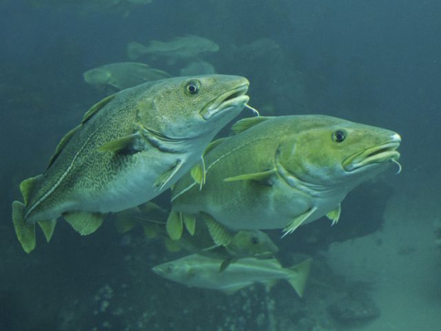 Fishy excuse? Denmark could use SPAWNING COD to delay construction of Russian gas pipeline to Europe