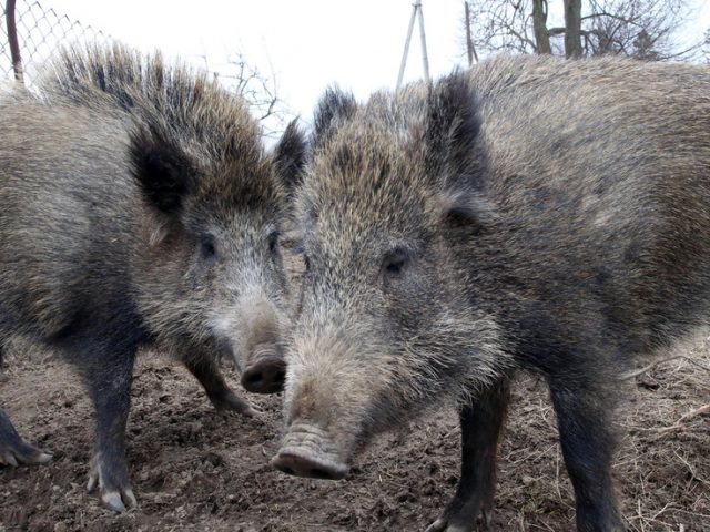 Reclaiming lost habitat: Muscovites warned as wild boars spotted in capital’s parks