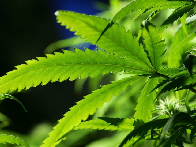 Drugs cop in western Russia busted for growing marijuana at home & planting it on innocent citizen to boost his arrest numbers
