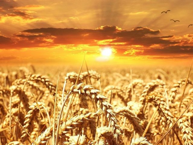 Russia projected to dominate global wheat exports for years to come