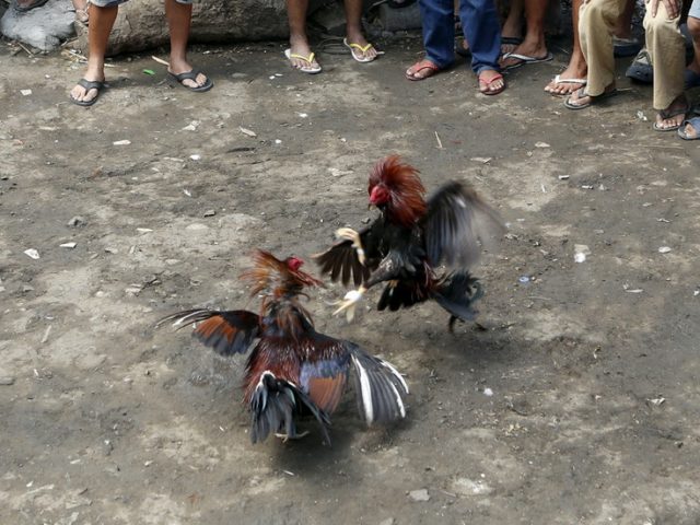 Police chief killed by fighting cock during raid on illegal venue in Philippines