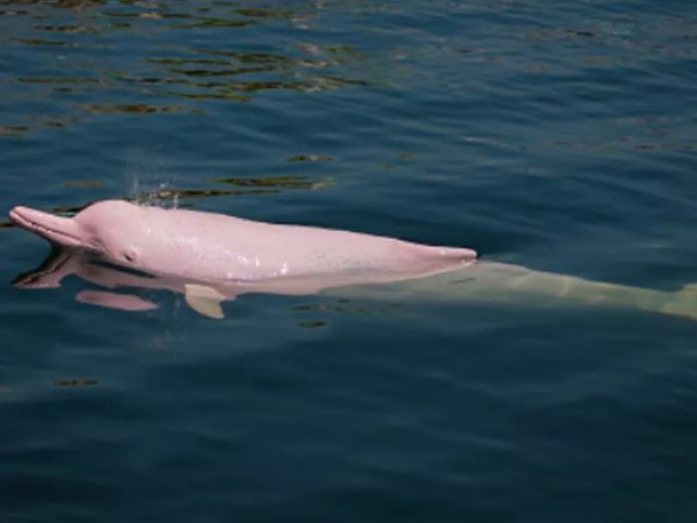 Hong Kong Pink Dolphins Enjoy Comeback as Covid-19 Pandemic Slows Marine Traffic