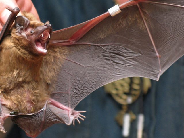 Covid-19 inspired field research finds previously unknown coronaviruses in Russia’s bat population, experts urge calm but caution