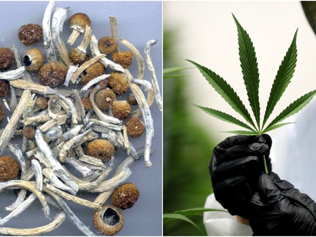 Drug war blow: four states legalize cannabis as DC loosens magic mushroom ban & Oregon is first to decriminalize ALL narcotics