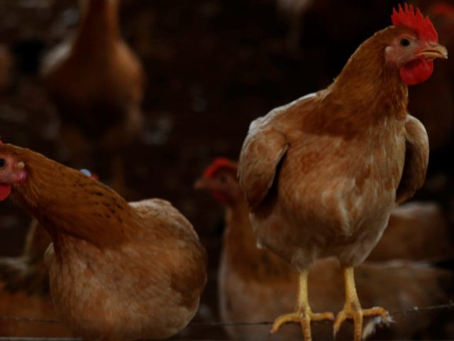 Germany to slaughter 29,000 chickens after bird flu outbreak on poultry farm