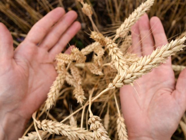 Moscow Exchange sows seeds of potential with launch of wheat futures contracts