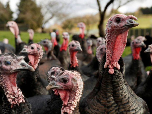 UK to cull 25,000 turkeys after NINTH bird flu outbreak this year