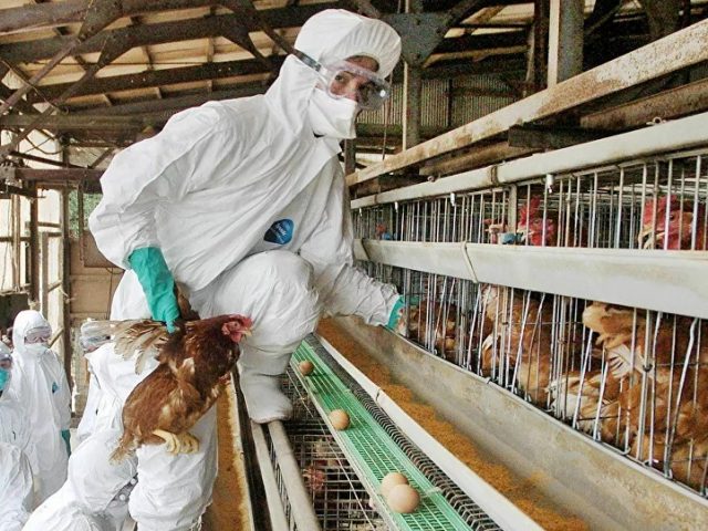 Bird Flu Detected in 8 Japanese Prefectures, Report Says