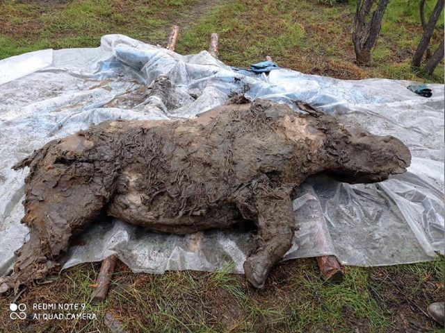 Extinct woolly rhino found in excellent condition after being frozen in Far Eastern Russian permafrost for at least 20,000 years