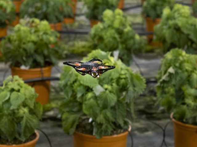 Dutch company unleashes automated drone strikes to protect crops… from moths?