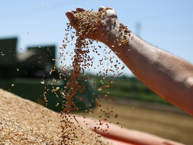 Russian wheat exports surge nearly 11% despite export curbs