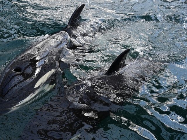 Russia planning new ban on capturing whales & dolphins, prime minister announces, in wake of orca ‘whale jail’ outcry in Far East