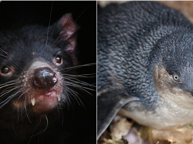 ‘Catastrophic impact’: Tasmanian devils ‘wipe out’ large penguin colony on Australian island as animal introduction goes wrong