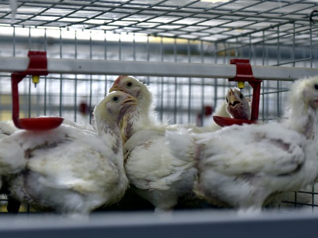 World’s 1st case of human infection with H10N3 bird flu recorded in China