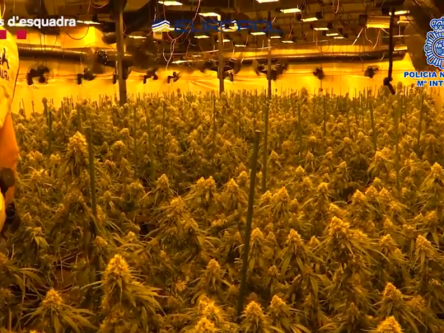 Multi-state agency Europol conducts mammoth drug bust in Spain, makes 107 arrests & seizes 51 cannabis farms (VIDEO)