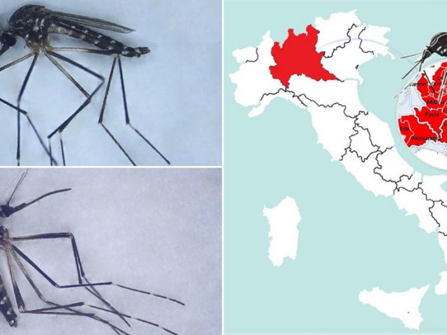 ‘Alien’ mosquitos from East Asia taking over Italy could be vector for viruses – study