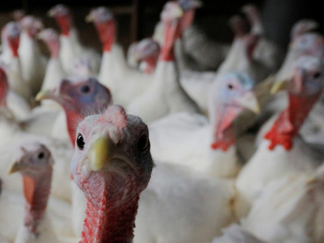 13,000 turkeys to be killed on Italian farm after second outbreak of highly contagious H5N1 bird flu