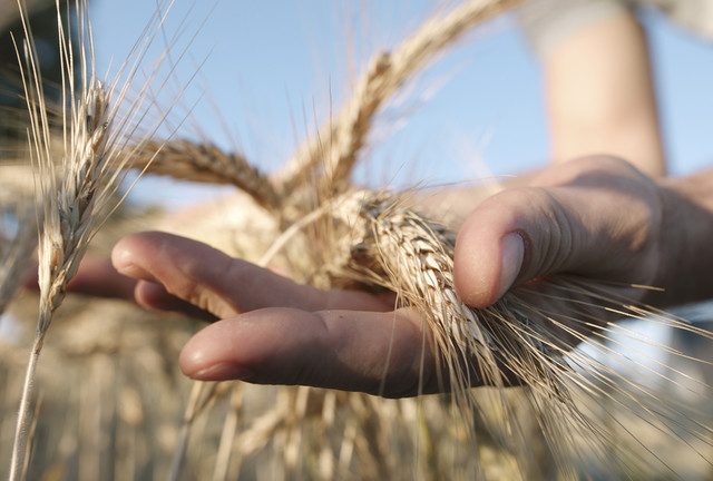 Russia ups wheat export tax to historic high