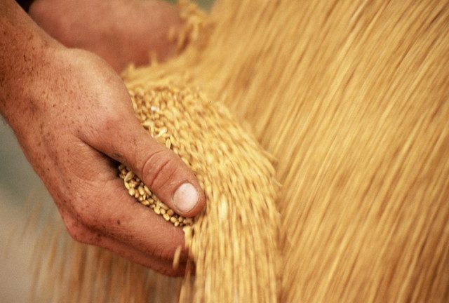 Russia named world’s top wheat exporter