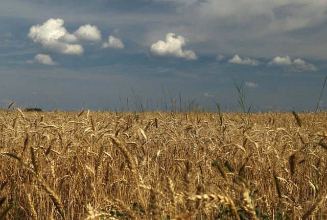 Russia makes grain promise to poorest nations
