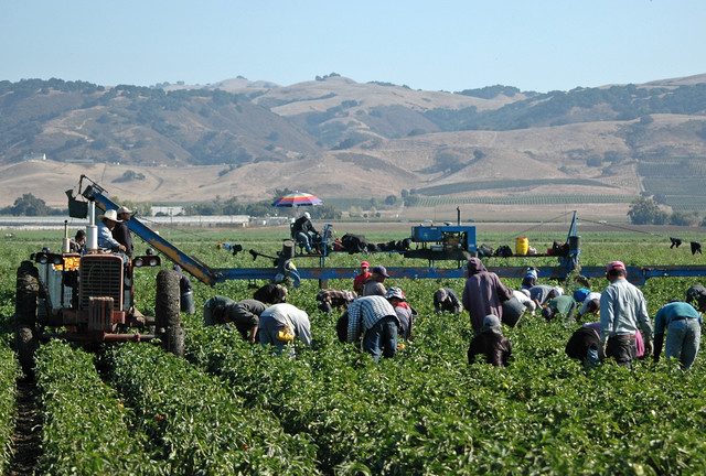 US farmers need migrants to ‘pick crops’ – Pelosi