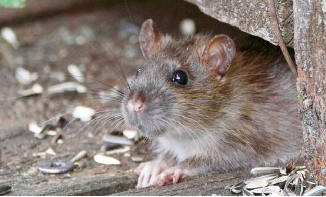 4 Cities in California Have Been Ranked as the Most Rat-Infested Cities in America