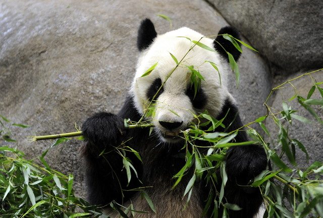 China to bring ‘friendship’ panda home from US