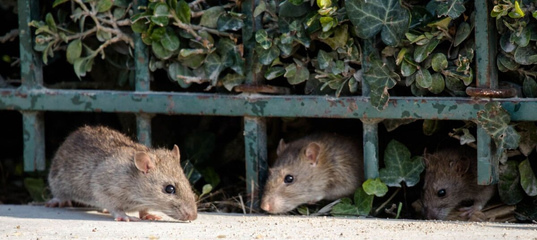 The 50 US Cities Where You’re Most Likely To Encounter a Rat Problem