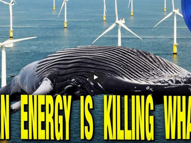 Offshore Wind Farms Are KILLING WHALES & Nobody Cares!