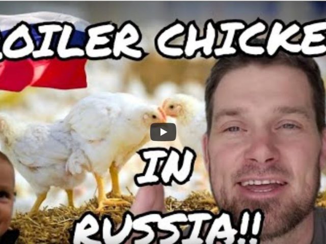 MODERN RUSSIAN CHICKEN FARM!!